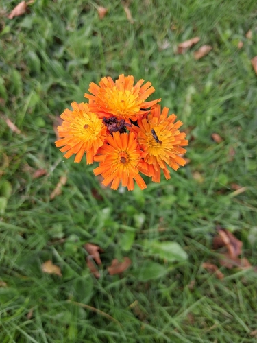 orange hawkweed