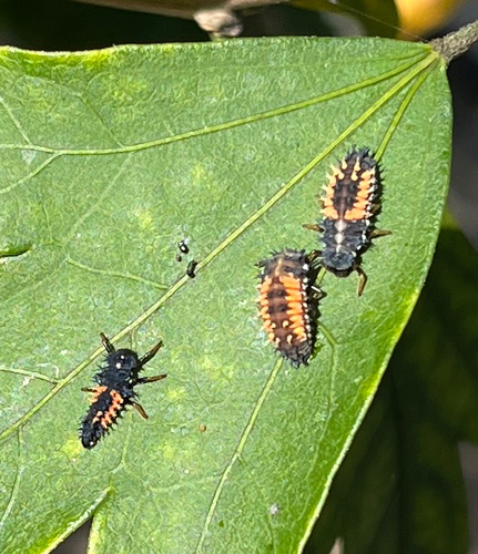 Asian Lady Beetle