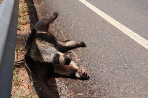 Giant Anteater