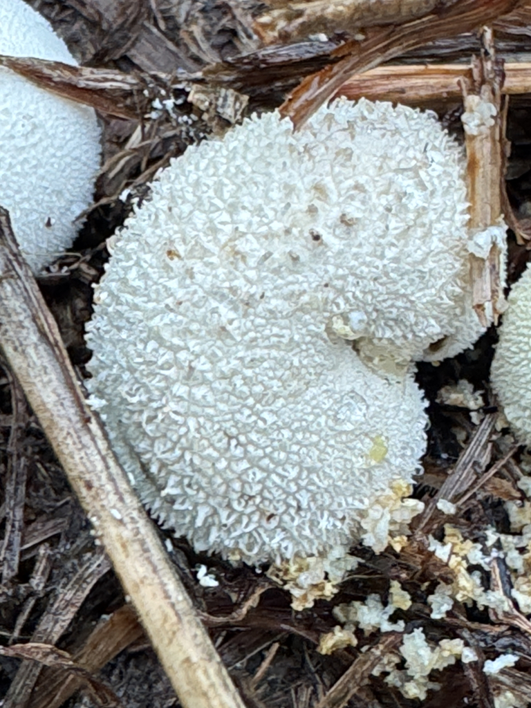 Peeling Puffball · September 2026 · photo: Photo: no rights reserved · iNaturalist