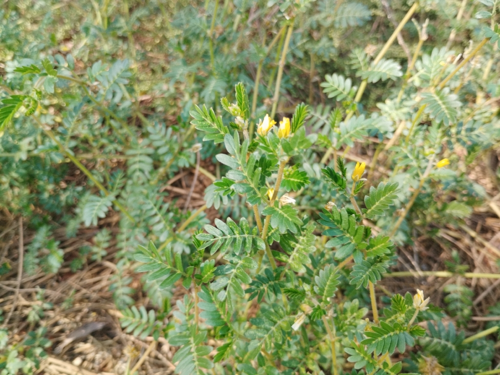 Tribulus terrestris; photograph (c) Josep Gesti, some rights reserved (CC BY-SA)