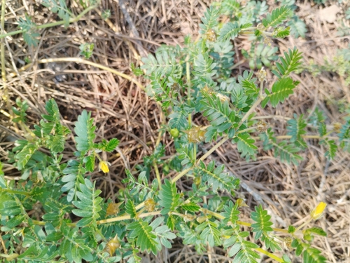 Tribulus terrestris, photograph 5