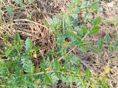 (c) Josep Gesti, some rights reserved (CC BY-SA) Tribulus terrestris, photograph (c) Josep Gesti, some rights reserved (CC BY-SA)