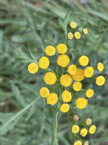 tansy
