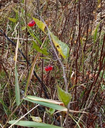 bittersweet nightshade