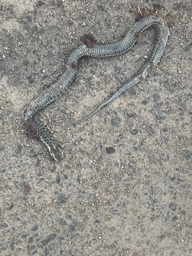 Maritime Garter Snake