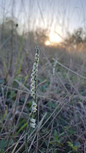 Autumn Ladies' Tresses