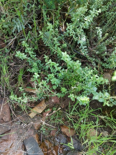 Helichrysum cymosum
