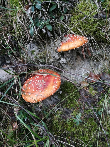 Fly Agaric