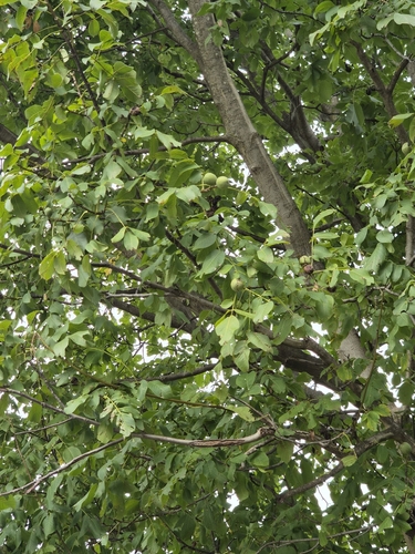 Persian walnut