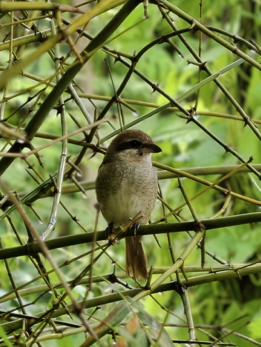 Brown Shrike