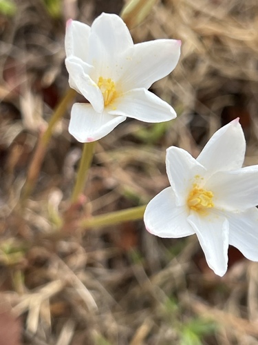 Brazos rain-lily