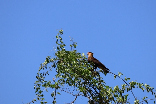 Crested Caracara