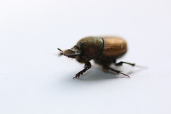 Onthophagus coenobita