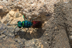 Chrysis ignita