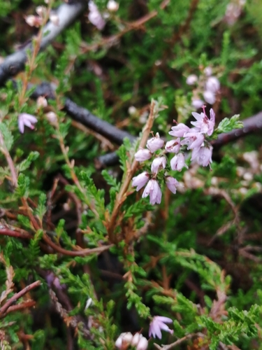 common heather