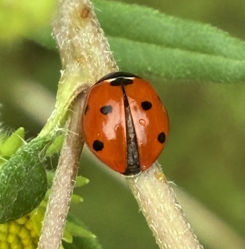 Seven-spotted Lady Beetle