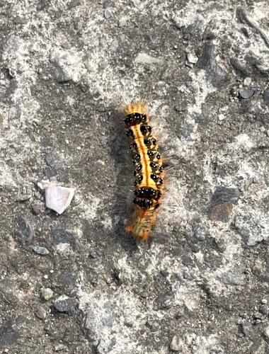 Taiwan yellow tussock moth