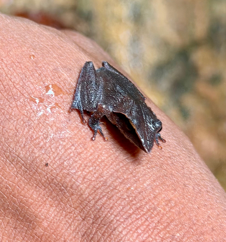 Sharp-snouted Shrub Frog