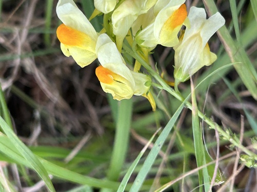 common toadflax