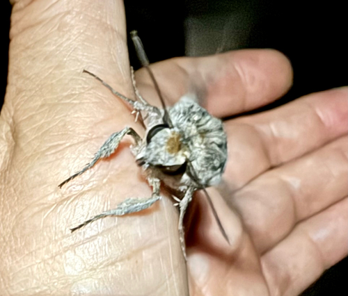 Convolvulus Hawkmoth