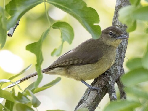 iNaturalist image