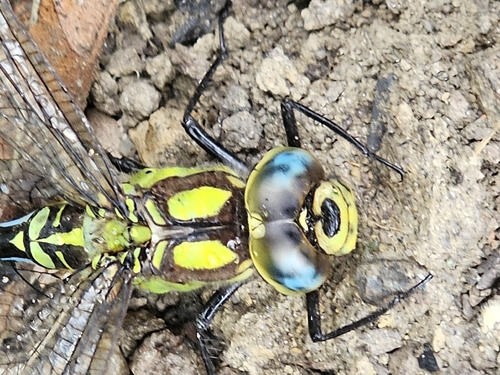 Southern Hawker