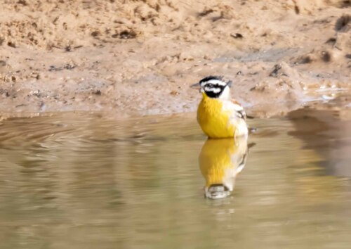 iNaturalist image
