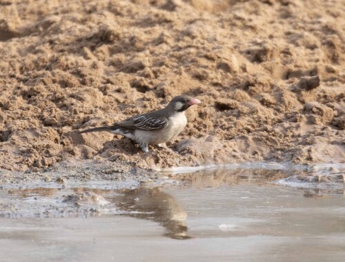 iNaturalist image