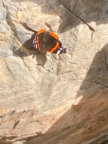 Red Admiral