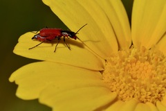 Malachius coccineus