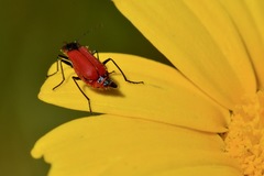 Malachius coccineus
