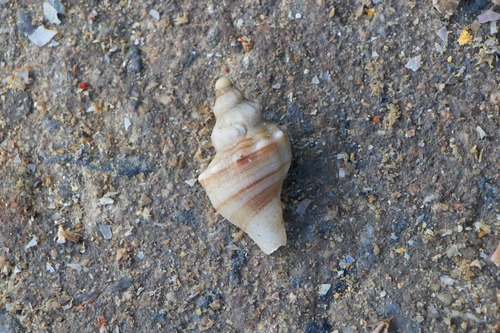 Neptunea arthritica observed 2026-09-18