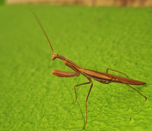 European Mantis