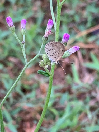 Lesser Grass Blue