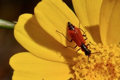 Malachius coccineus