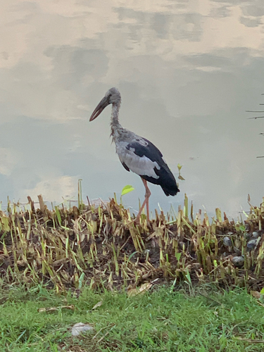 Asian Openbill