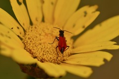 Malachius coccineus