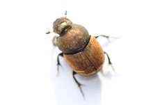 Onthophagus coenobita