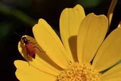 Malachius coccineus
