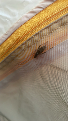 Jumping Bush Cricket