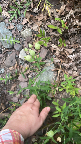 bladder campion