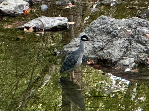 Yellow-crowned Night Heron