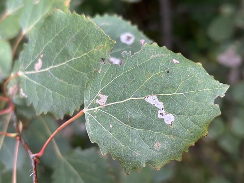European aspen