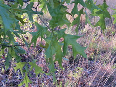 Quercus laevis image
