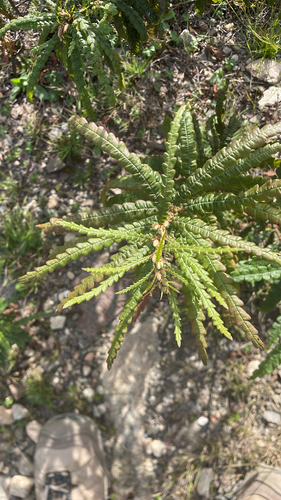 sweetfern