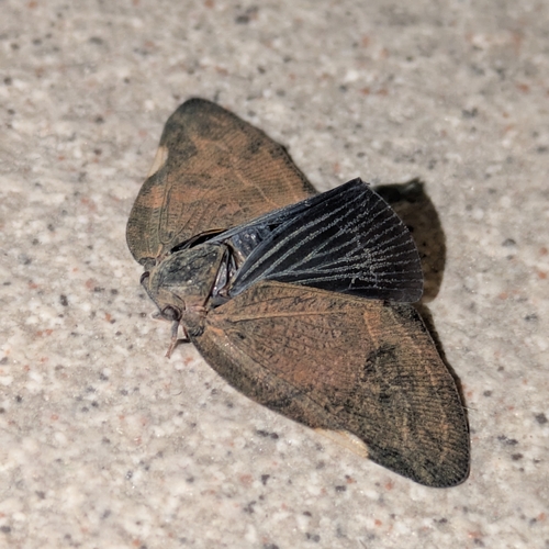 Brown Winged Plant Hopper