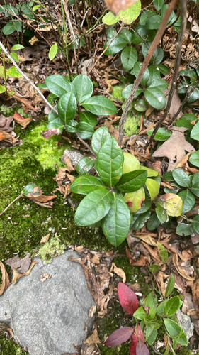 Eastern Teaberry