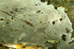 Rhodofomitopsis feei