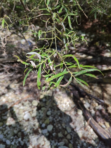 Bitter Willow